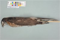 藏品(鳳頭蒼鷹)的圖片